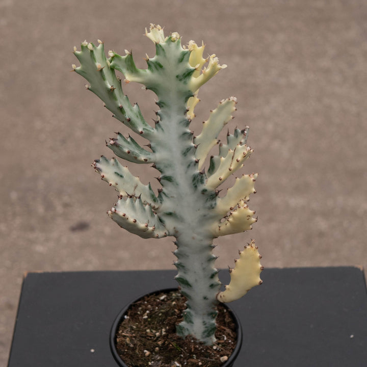 Gabriella Plants Tradescantia 4" Euphorbia lactea Variegated &