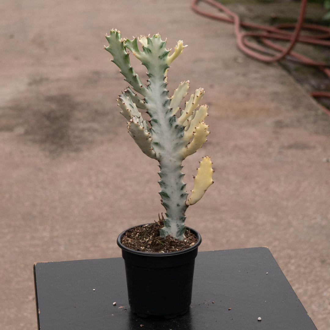Gabriella Plants Tradescantia 4" Euphorbia lactea Variegated &