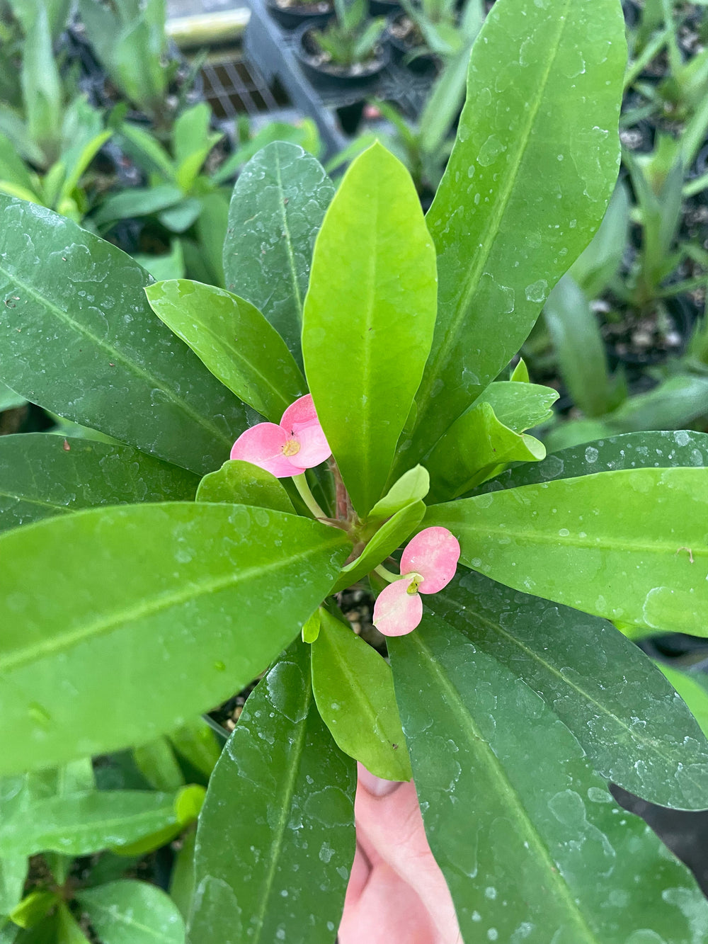 Gabriella Plants Other 4" Euphorbia millii ‘Pink Cadillac’