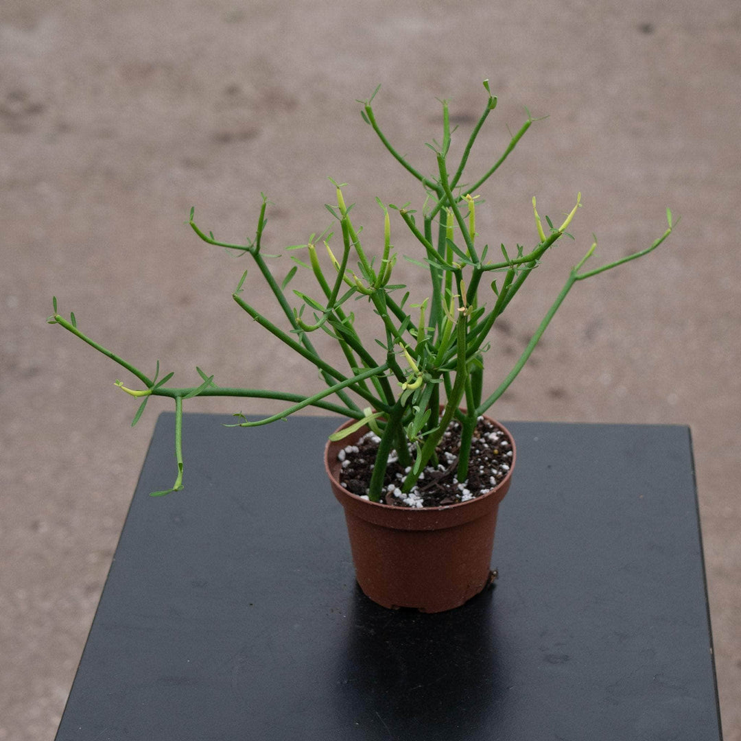 succulent that looks like green sticks Euphorbia tirucalli 'Fire Sticks'