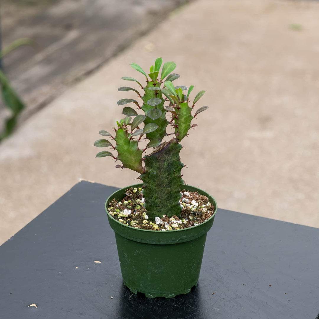 Gabriella Plants Succulent 4" Euphorbia trigona