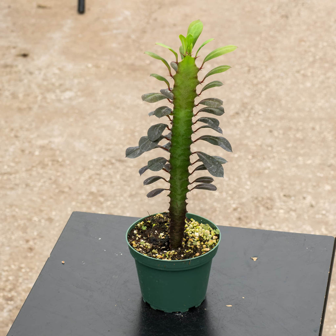 Gabriella Plants Succulent 4" Euphorbia trigona