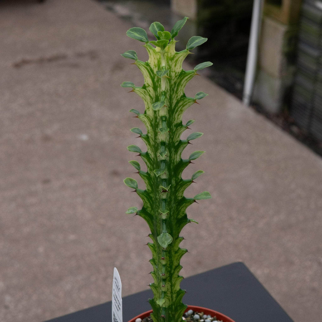 Gabriella Plants Euphorbia 4" Euphorbia trigona 'Mint Creme'