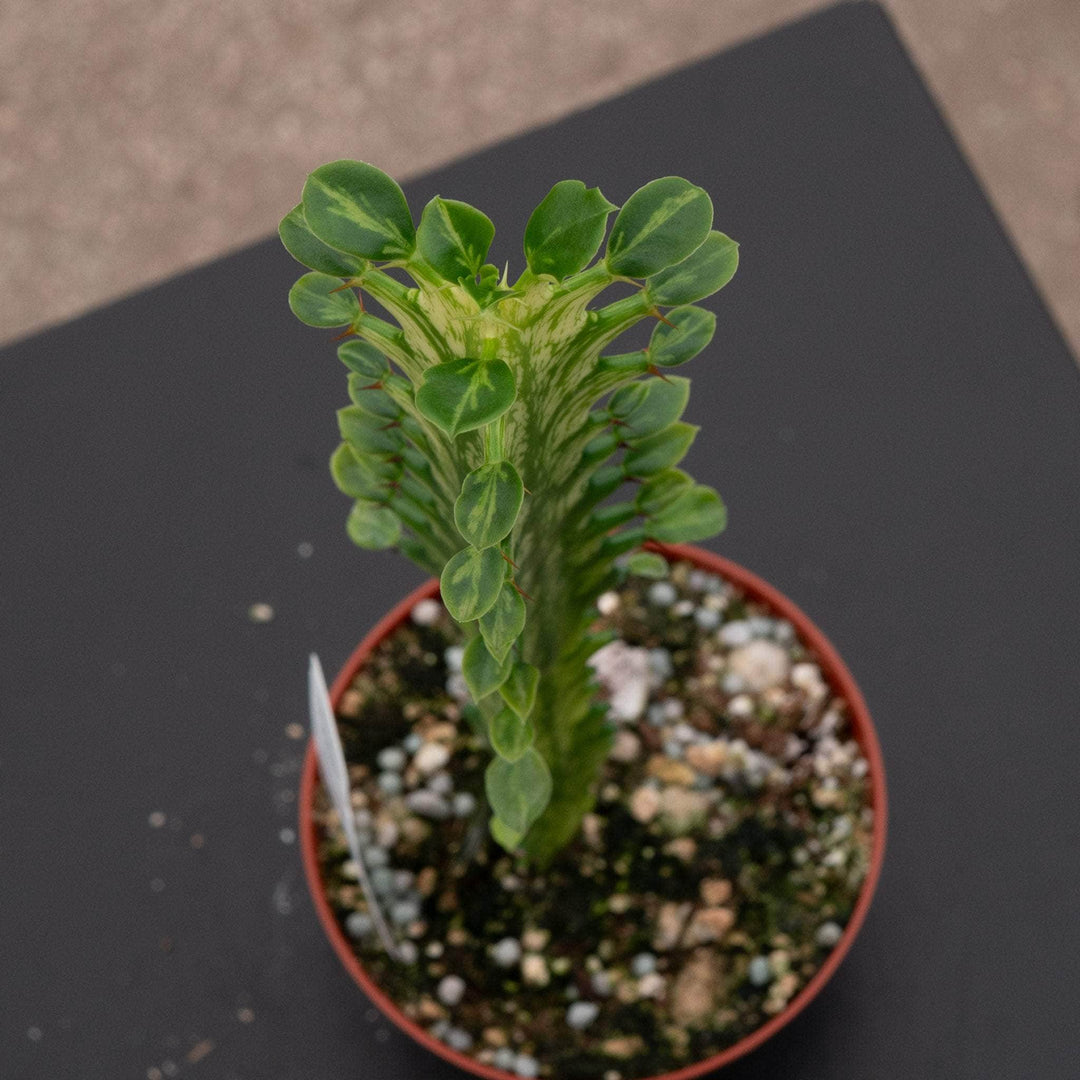 Gabriella Plants Euphorbia 4" Euphorbia trigona 'Mint Creme'