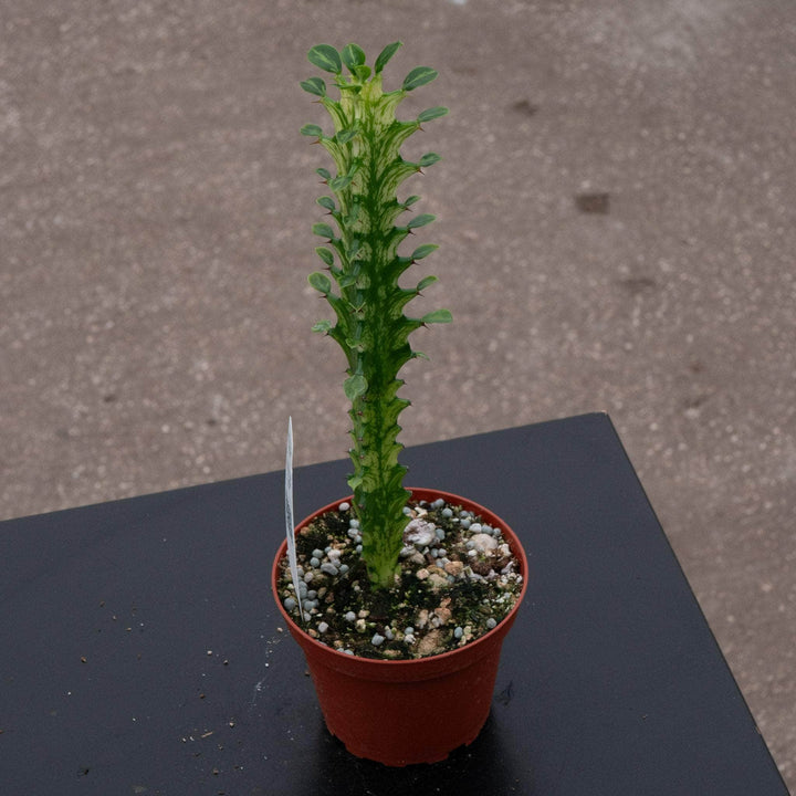 Gabriella Plants Euphorbia 4" Euphorbia trigona 'Mint Creme'