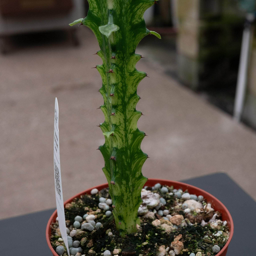 Gabriella Plants Euphorbia 4" Euphorbia trigona 'Mint Creme'