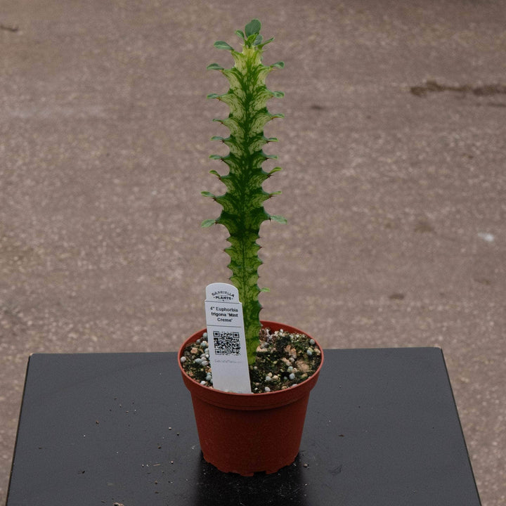 Gabriella Plants Euphorbia 4" Euphorbia trigona 'Mint Creme'