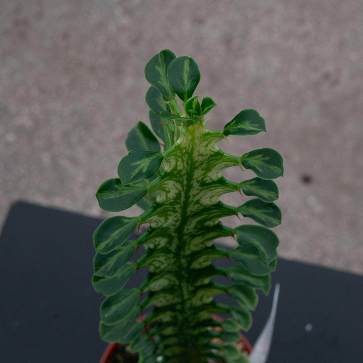 Gabriella Plants Euphorbia 4" Euphorbia trigona 'Mint Creme'