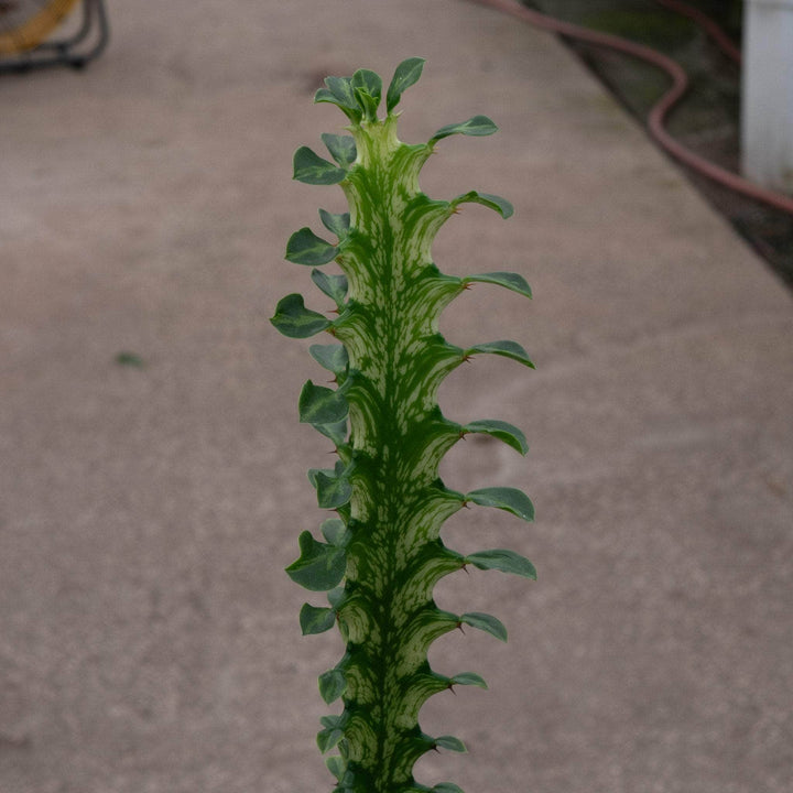 Gabriella Plants Euphorbia 4" Euphorbia trigona 'Mint Creme'