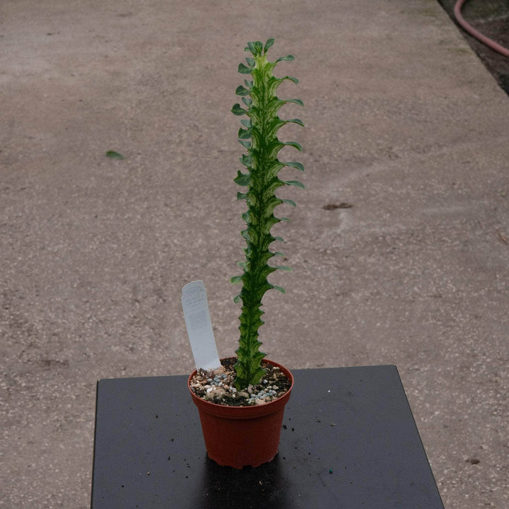 Gabriella Plants Euphorbia 4" Euphorbia trigona 'Mint Creme'