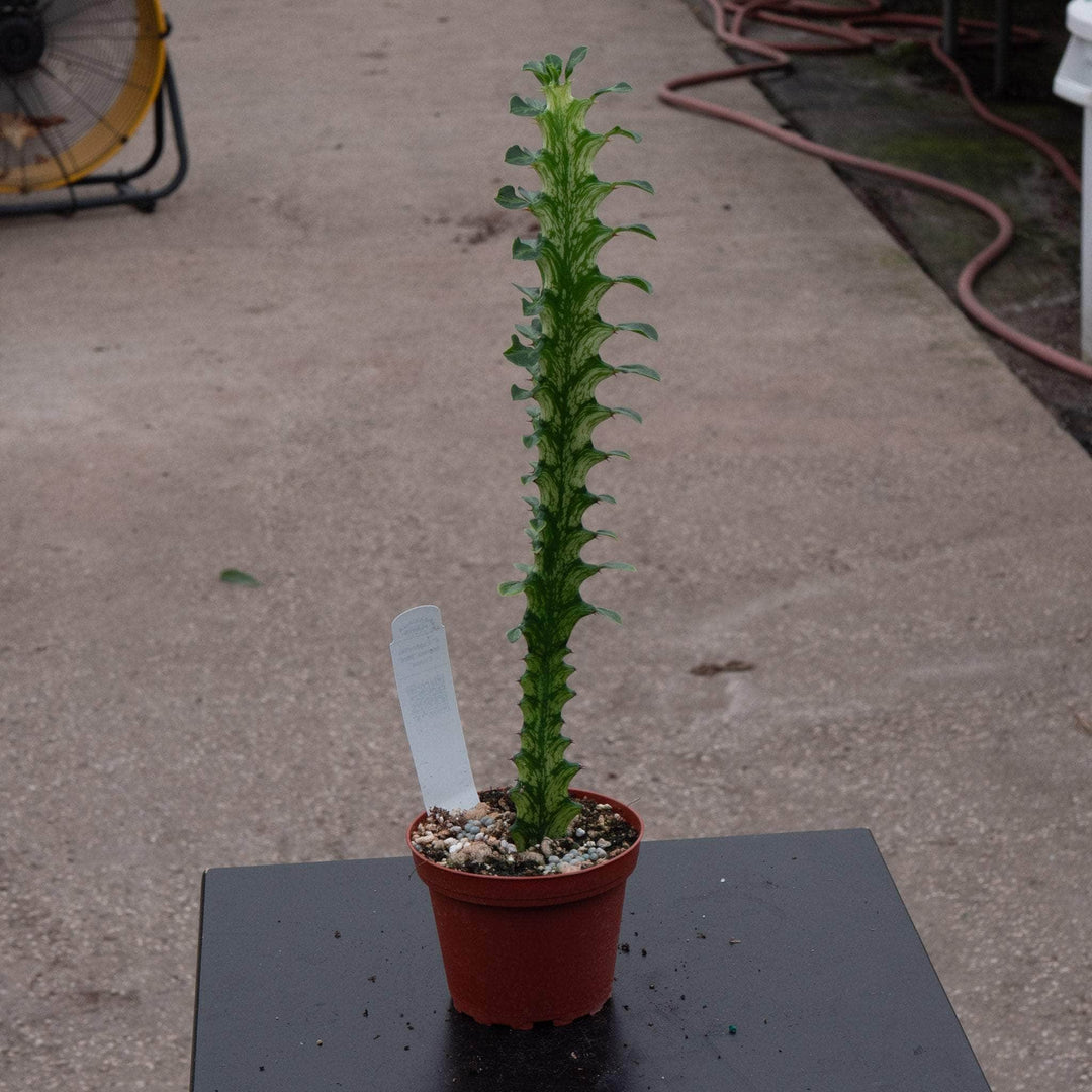 Gabriella Plants Euphorbia 4" Euphorbia trigona 'Mint Creme'