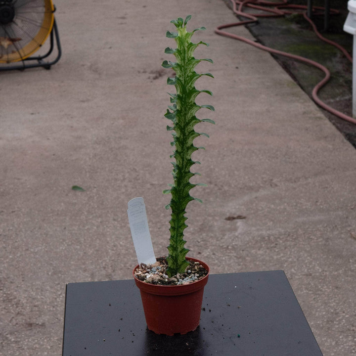 Gabriella Plants Euphorbia 4" Euphorbia trigona 'Mint Creme'