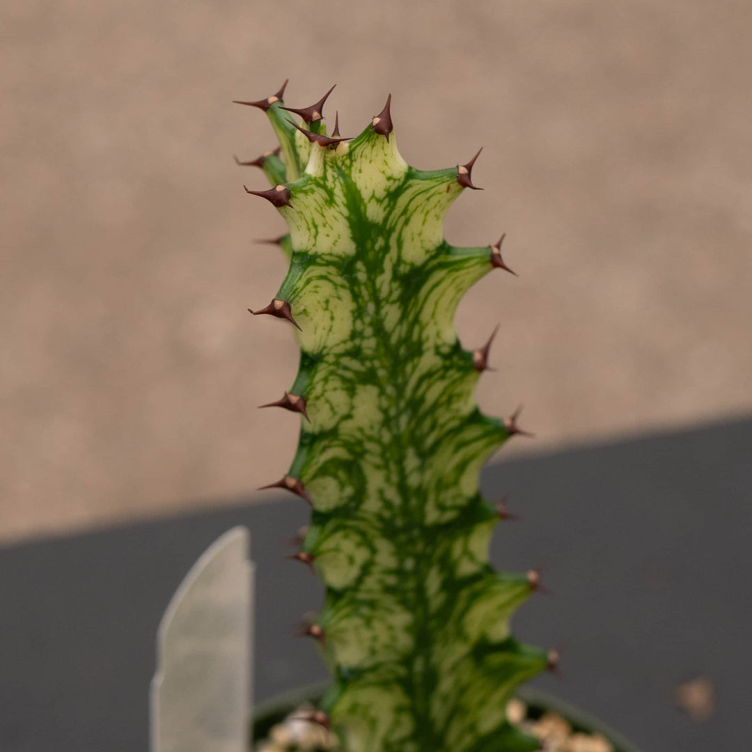 Gabriella Plants Euphorbia 4" Euphorbia trigona 'Mint Creme'