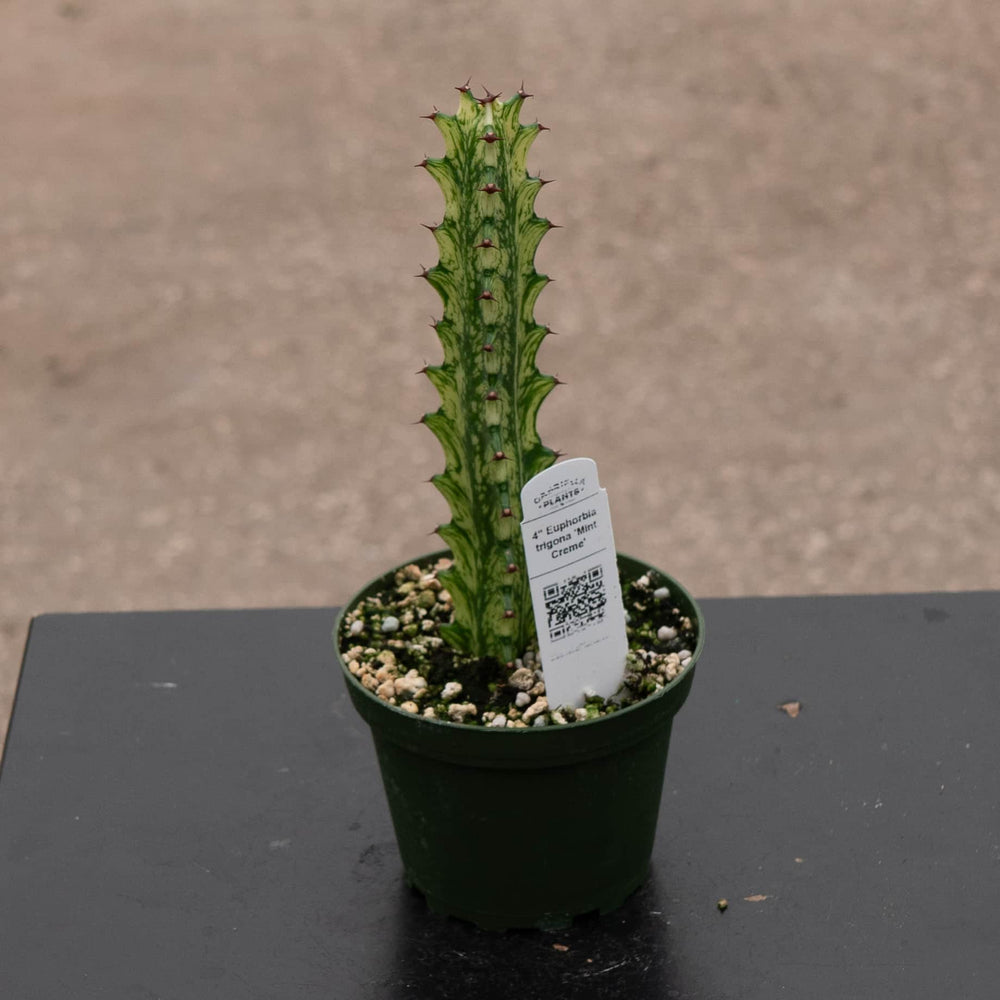 Gabriella Plants Euphorbia 4" Euphorbia trigona 'Mint Creme'