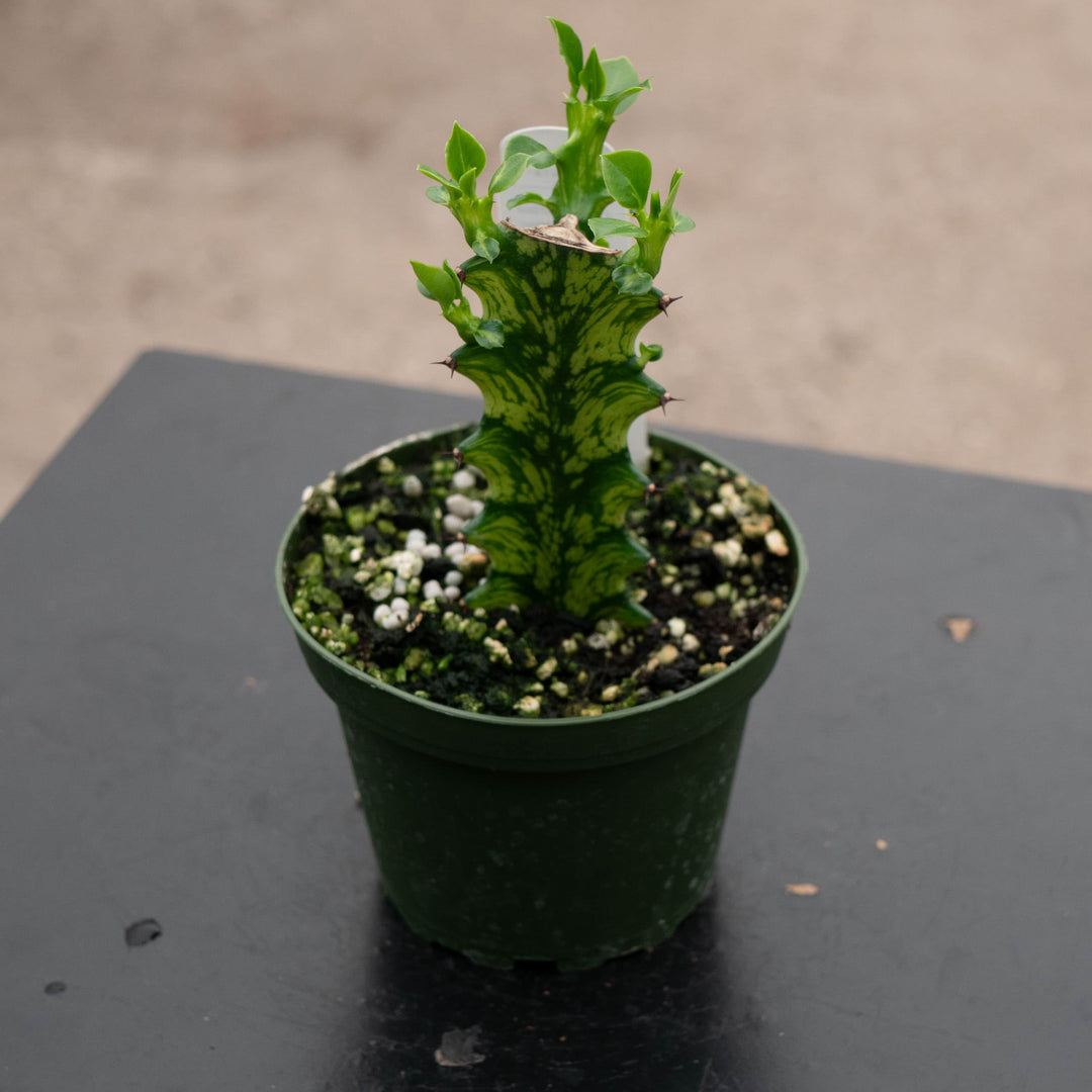 Gabriella Plants Euphorbia 4" Euphorbia trigona 'Mint Creme'