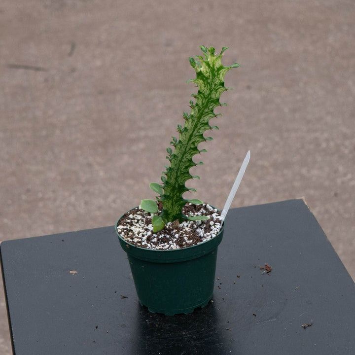 Gabriella Plants Euphorbia 4" Euphorbia trigona &