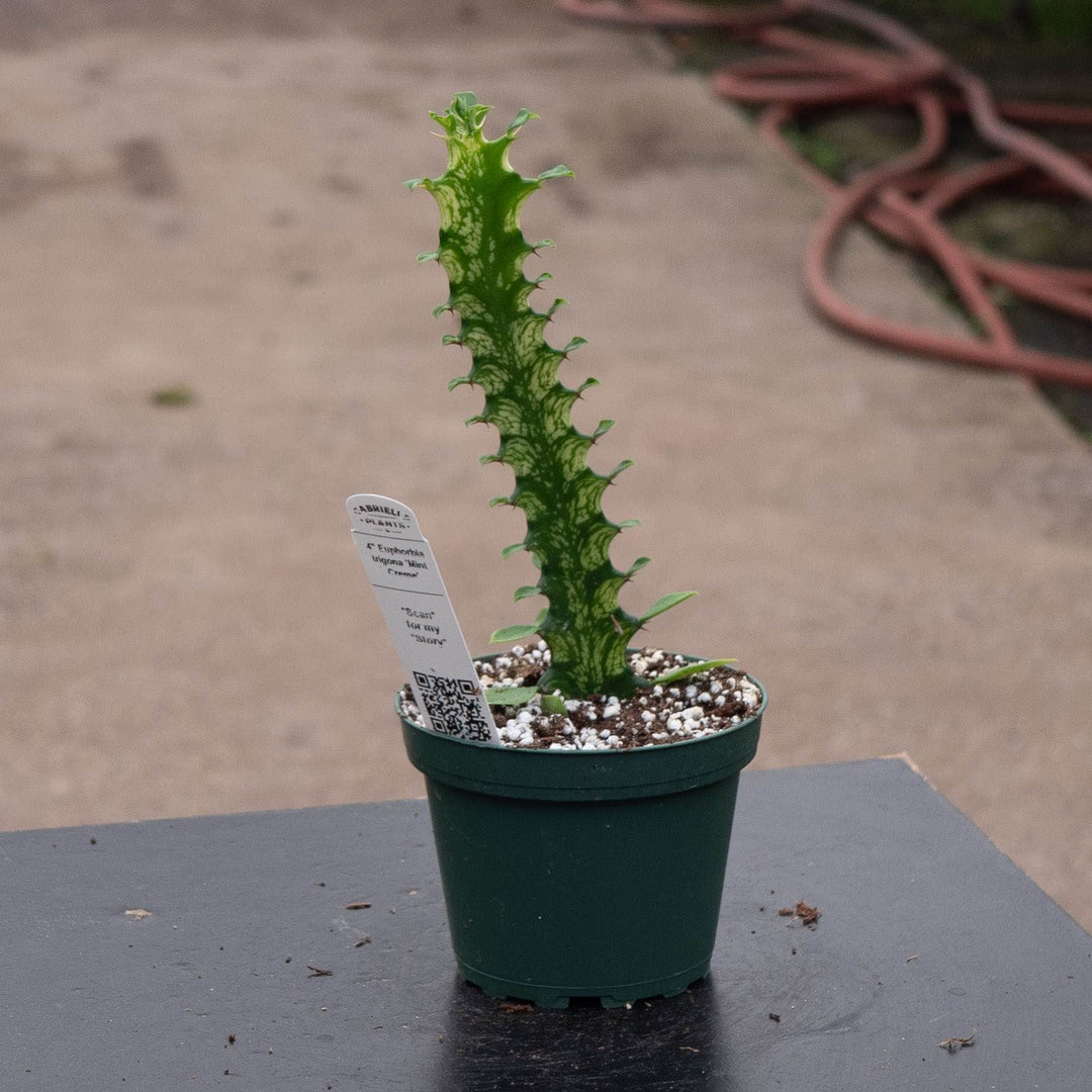Gabriella Plants Euphorbia 4" Euphorbia trigona &