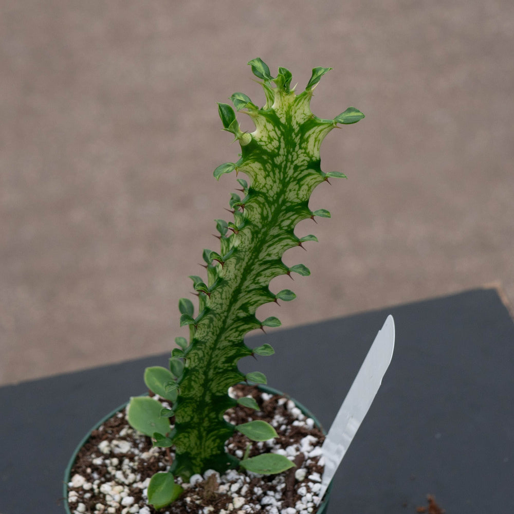 Gabriella Plants Euphorbia 4" Euphorbia trigona 'Mint Creme'