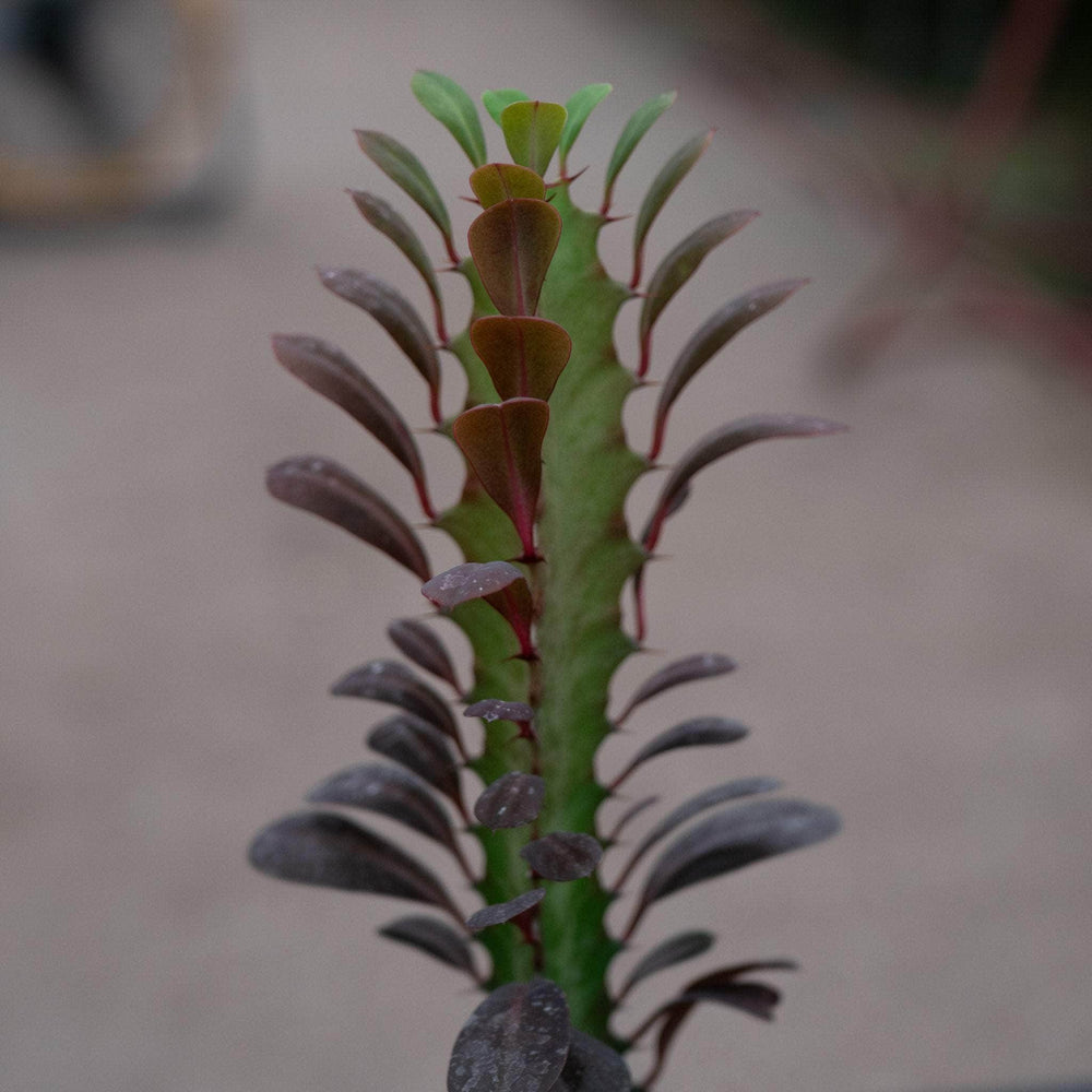 Gabriella Plants Succulent 4" Euphorbia trigona 'Rubra'