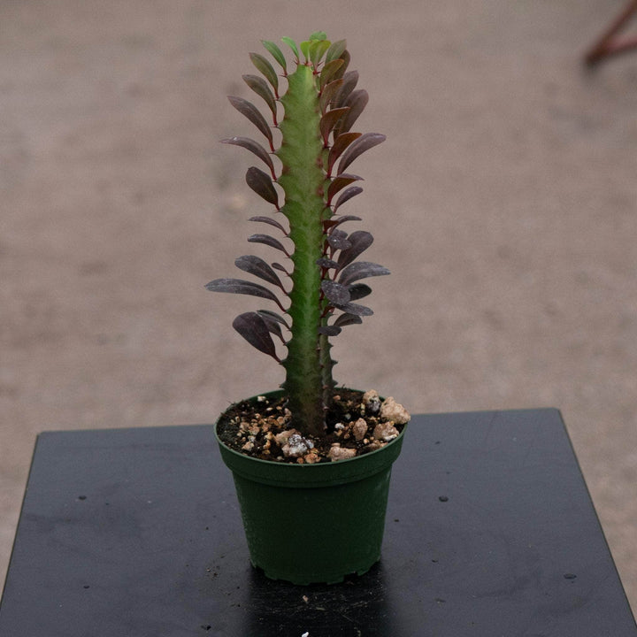 Gabriella Plants Succulent 4" Euphorbia trigona 'Rubra'