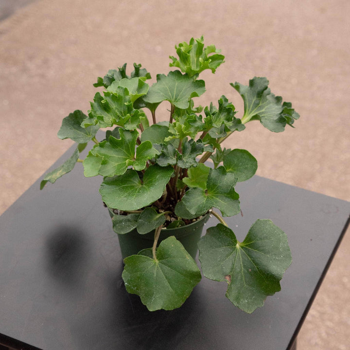 Gabriella Plants Other 4" Farfugium japonicum 'ShiShi Botan'