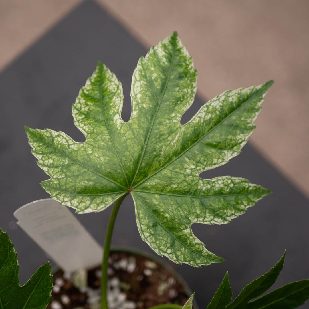 spider web plant flower Fatsia japonica 'Spider's Web'