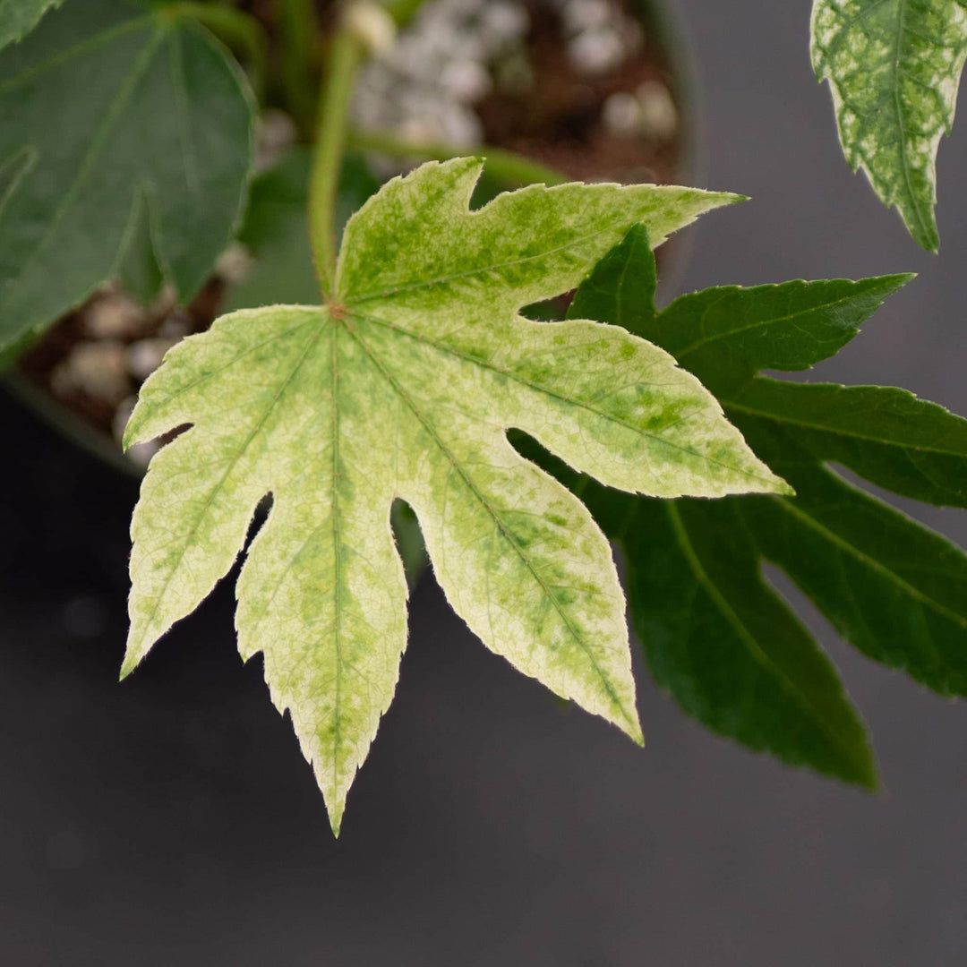 Gabriella Plants Other Fatsia japonica 'Spider's Web'