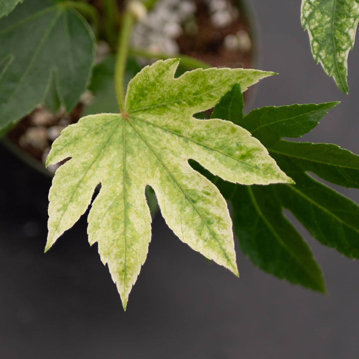 Gabriella Plants Other Fatsia japonica 'Spider's Web'