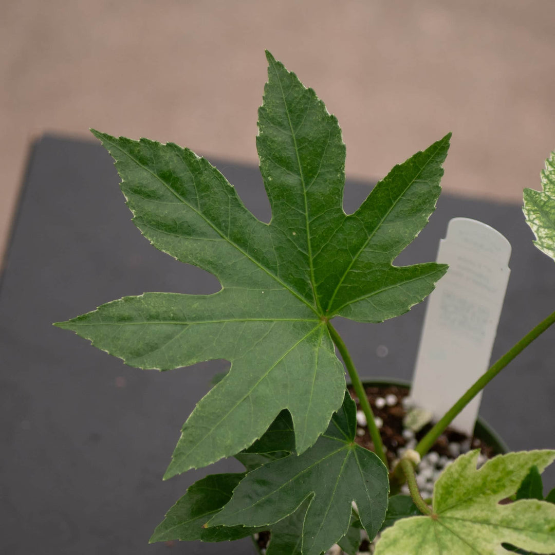 Gabriella Plants Other Fatsia japonica 'Spider's Web'