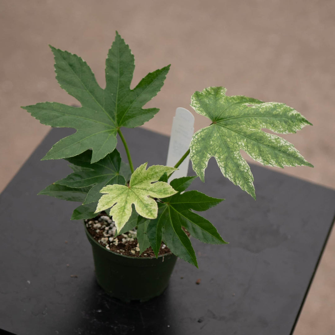 plant fatsia spider web Fatsia japonica 'Spider's Web'
