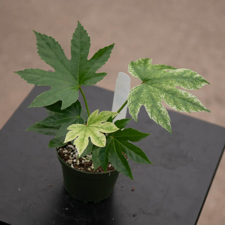 Gabriella Plants Other Fatsia japonica 'Spider's Web'