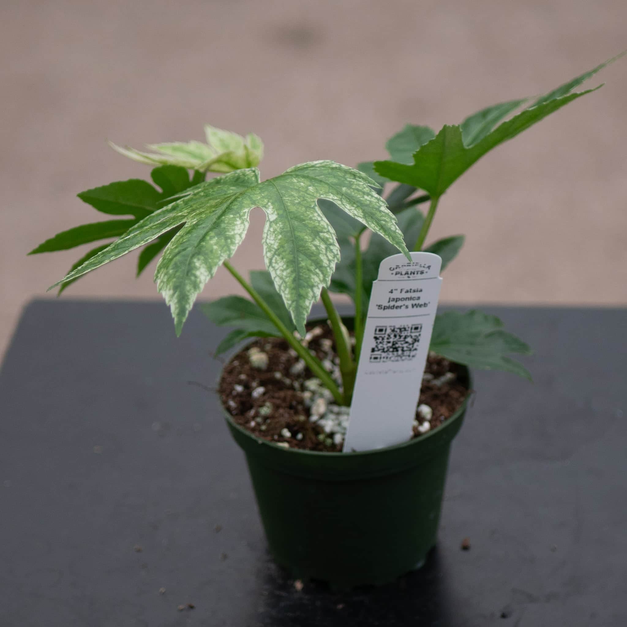 Fatsia japonica 'Spider's Web'