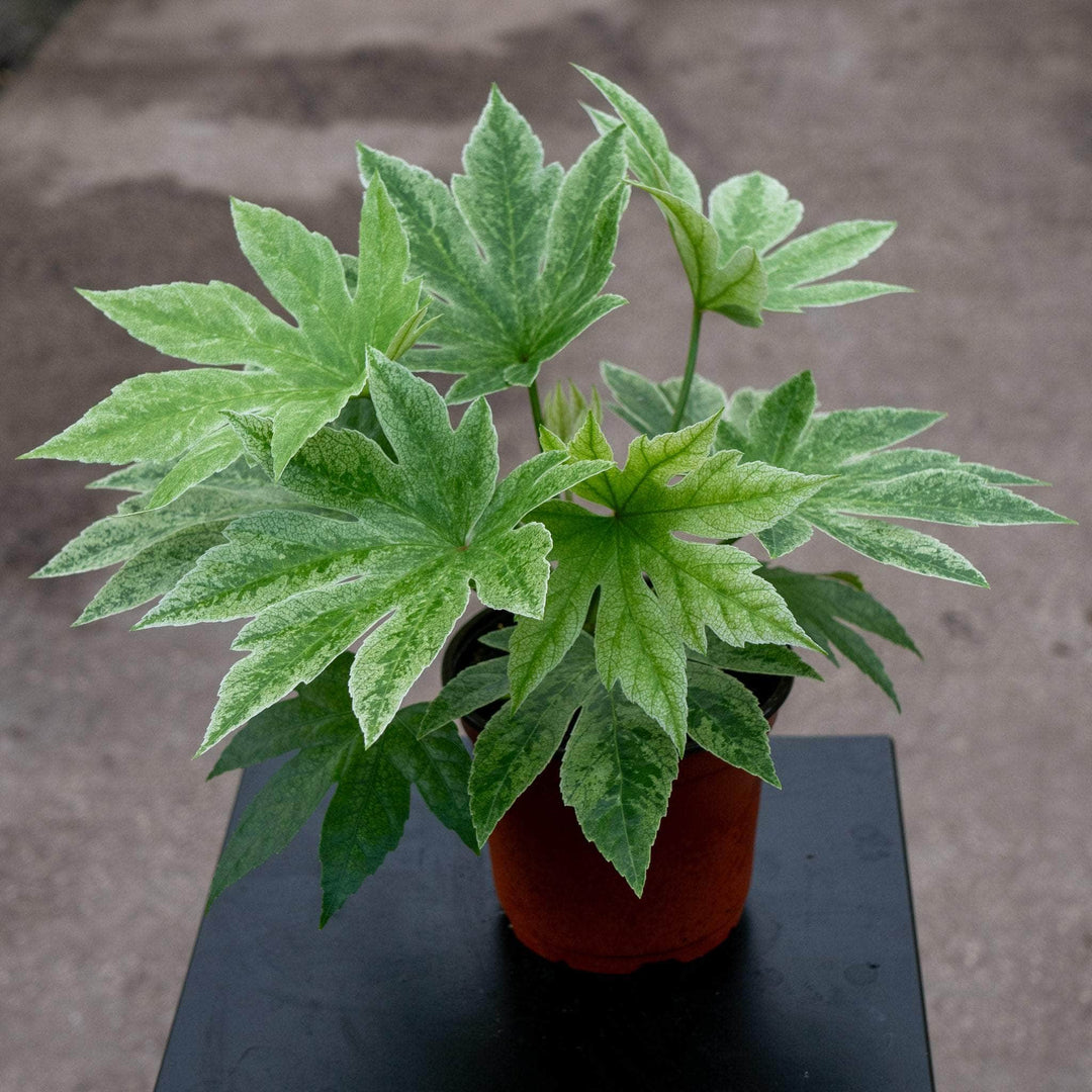 japanese spider web plant Fatsia japonica 'Spider's Web'