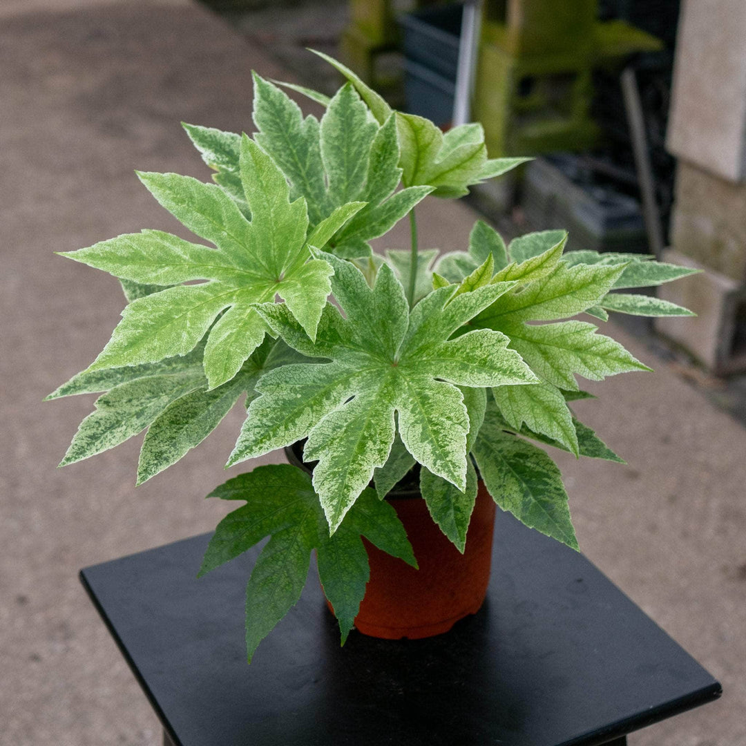 spider's web plant Fatsia japonica 'Spider's Web'