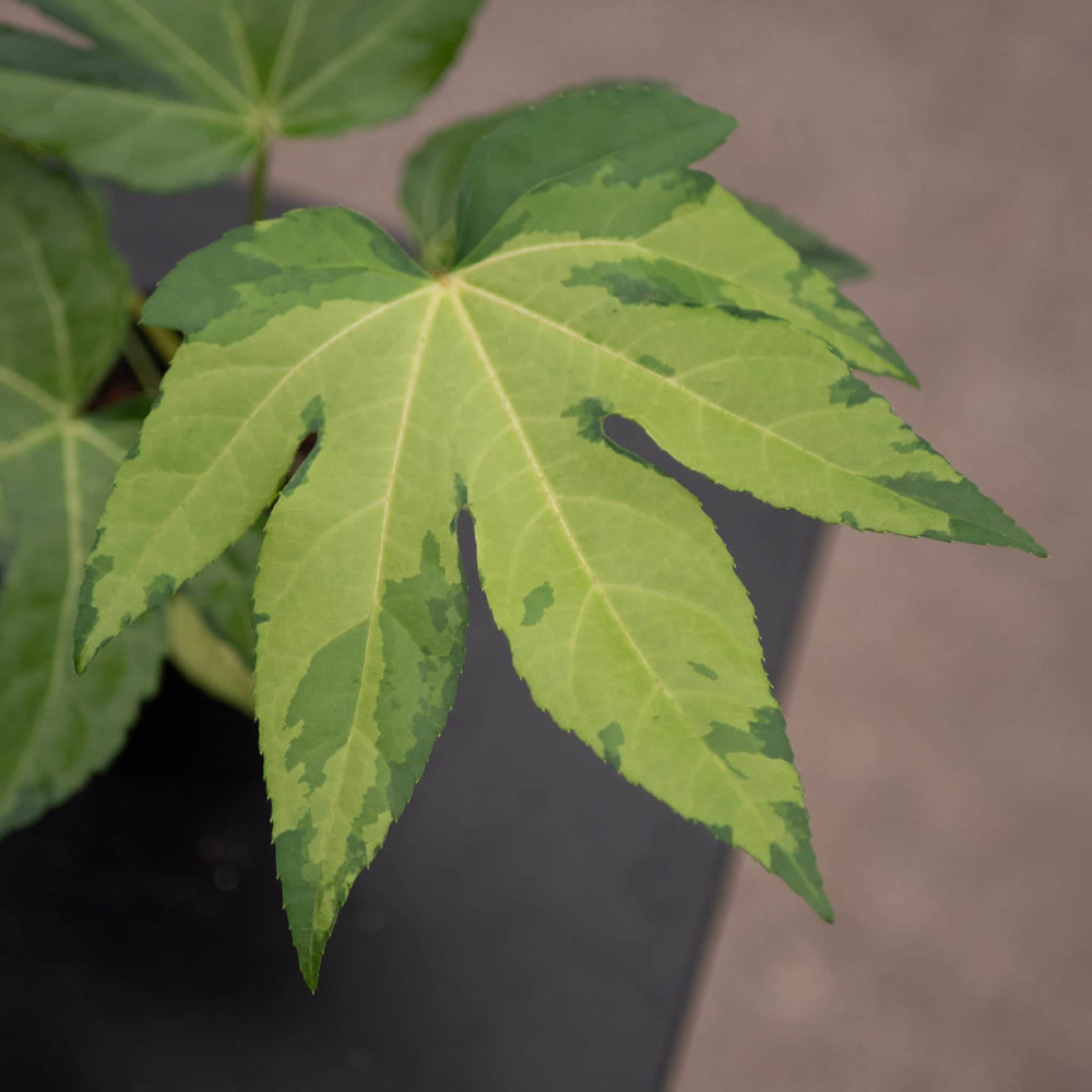 Gabriella Plants Fatsia 4" Fatsia japonica variegated 'Camouflage'