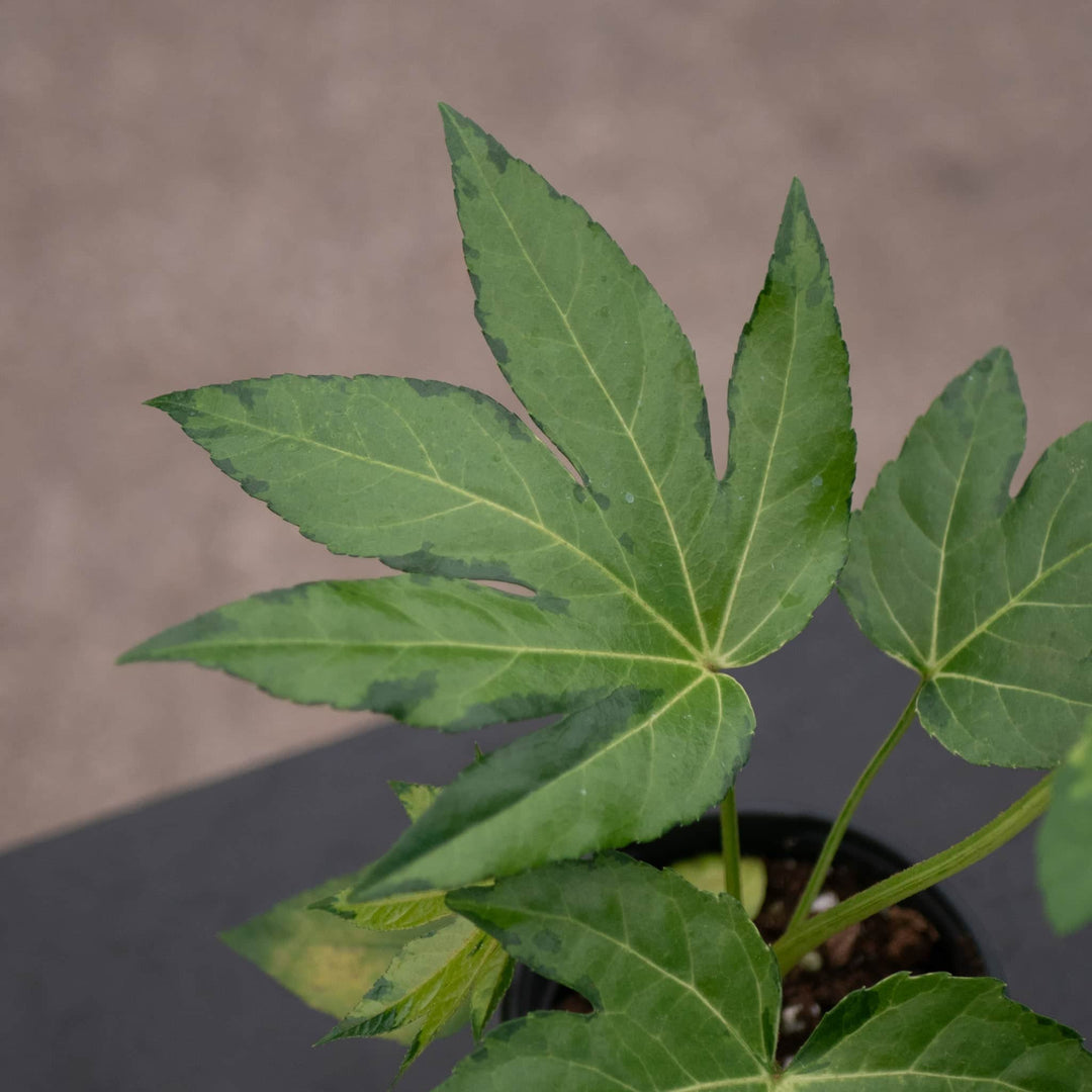 Gabriella Plants Fatsia 4" Fatsia japonica variegated 'Camouflage'