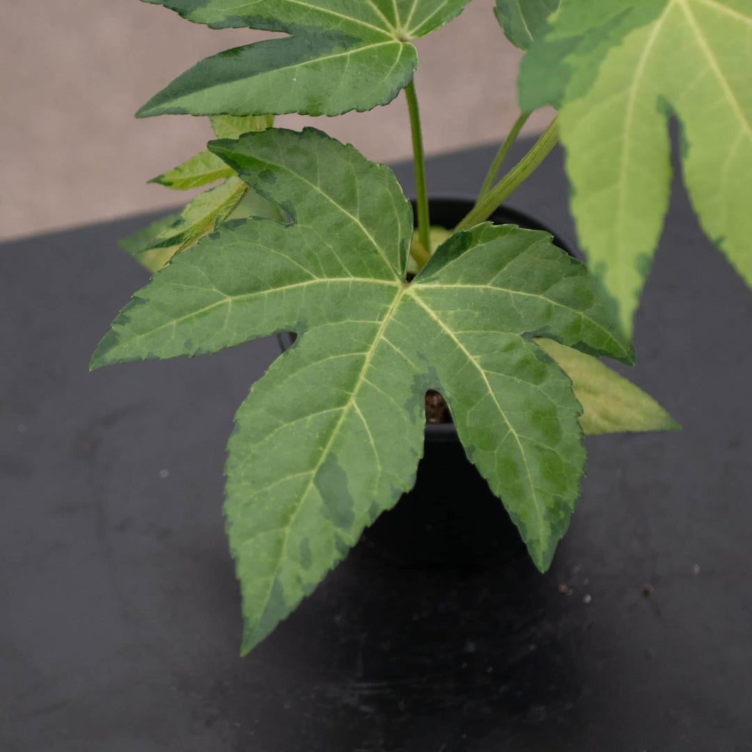 Gabriella Plants Fatsia 4" Fatsia japonica variegated 'Camouflage'
