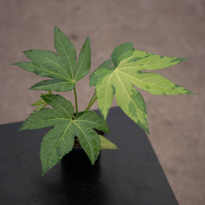 Gabriella Plants Fatsia 4" Fatsia japonica variegated 'Camouflage'