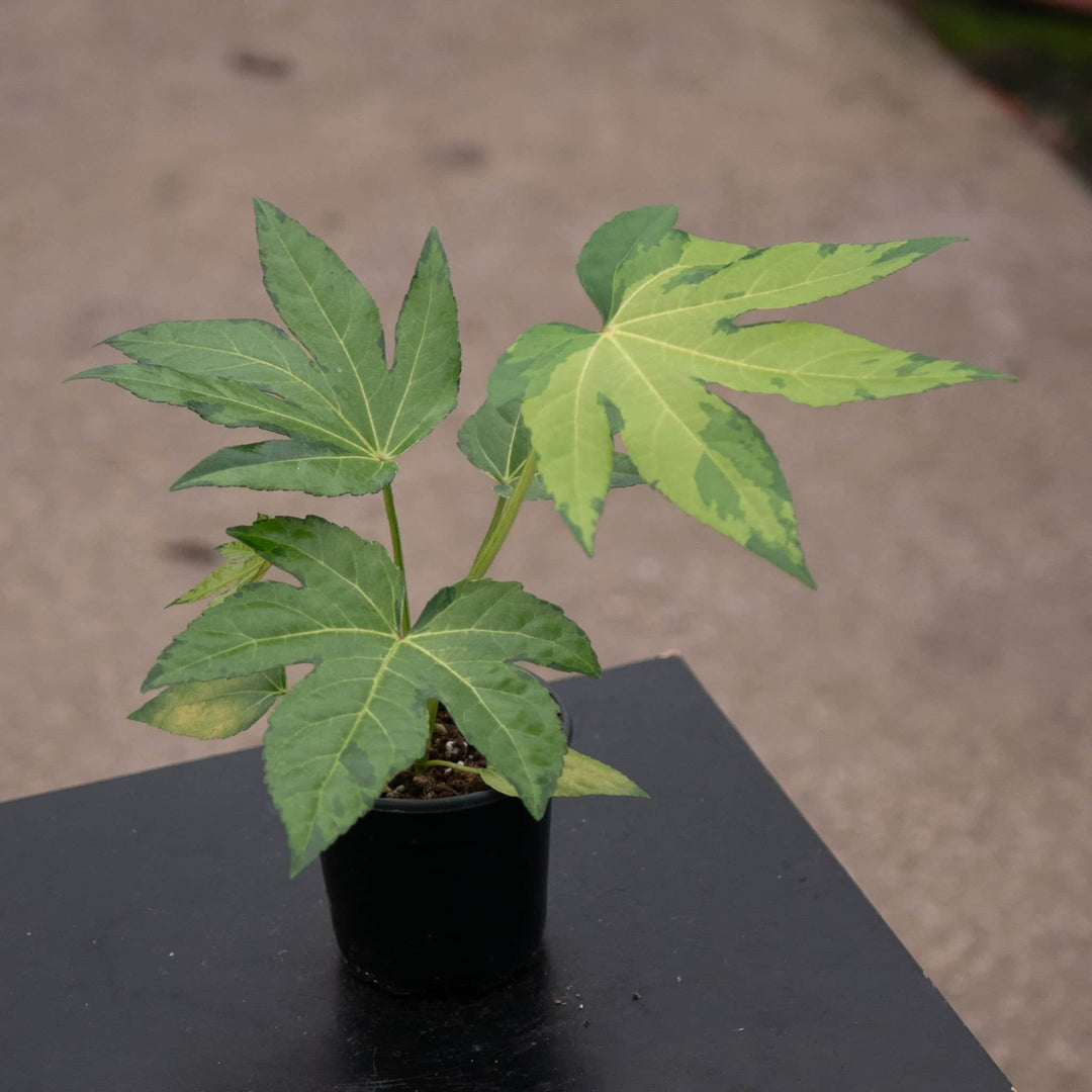 Gabriella Plants Fatsia 4" Fatsia japonica variegated 'Camouflage'