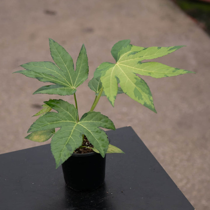 Gabriella Plants Fatsia 4" Fatsia japonica variegated 'Camouflage'