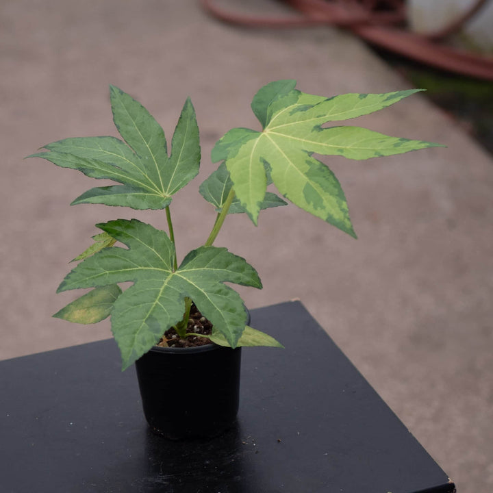 Gabriella Plants Fatsia 4" Fatsia japonica variegated 'Camouflage'