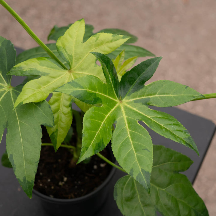 Gabriella Plants Fatsia 4" Fatsia japonica variegated 'Camouflage'