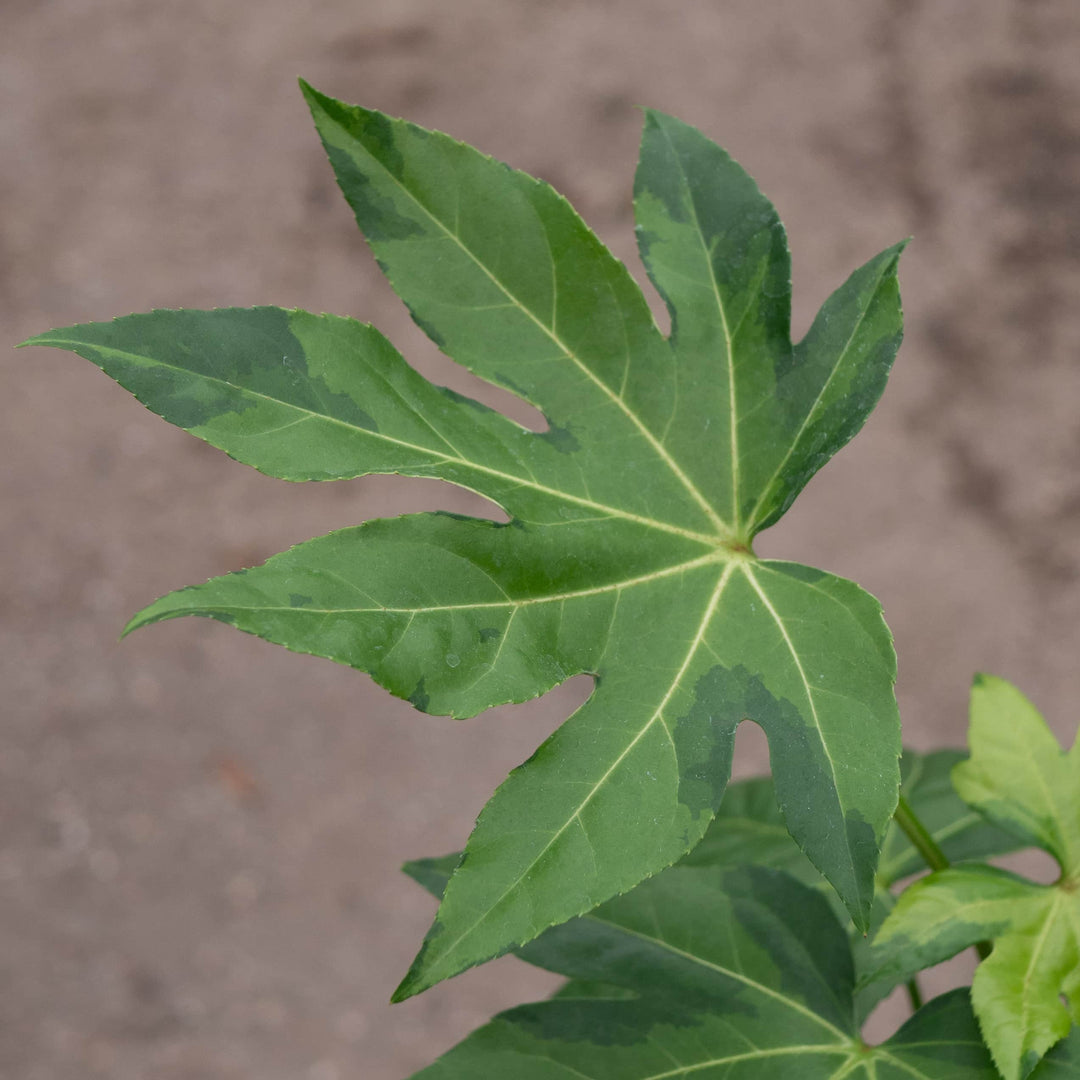Gabriella Plants Fatsia 4" Fatsia japonica variegated 'Camouflage'
