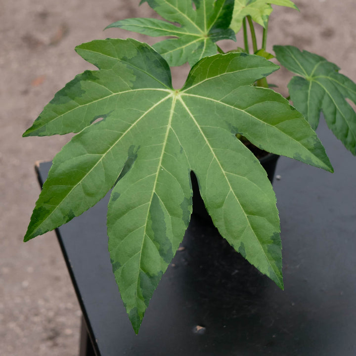 Gabriella Plants Fatsia 4" Fatsia japonica variegated 'Camouflage'