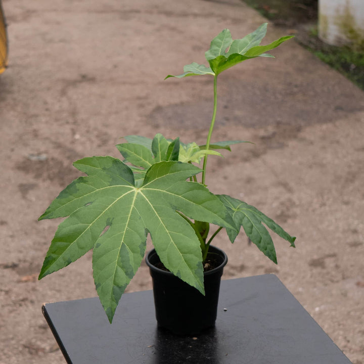 Gabriella Plants Fatsia 4" Fatsia japonica variegated 'Camouflage'