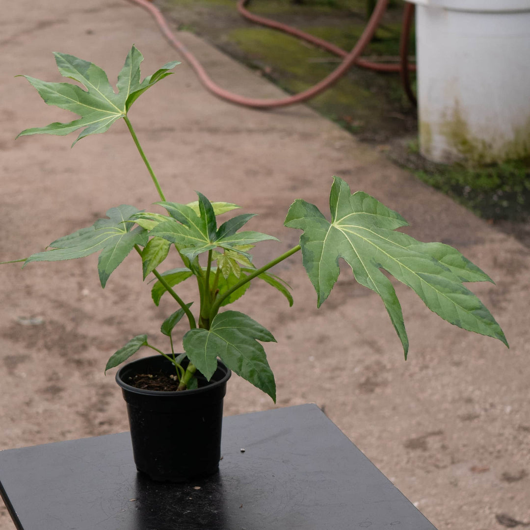 Gabriella Plants Fatsia 4" Fatsia japonica variegated 'Camouflage'