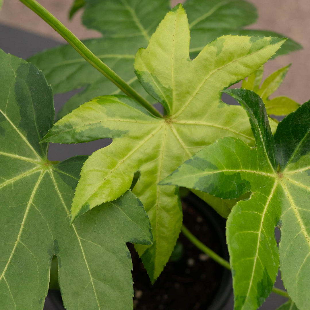 house plant that looks like maple leaf Fatsia japonica variegated 'Camouflage'