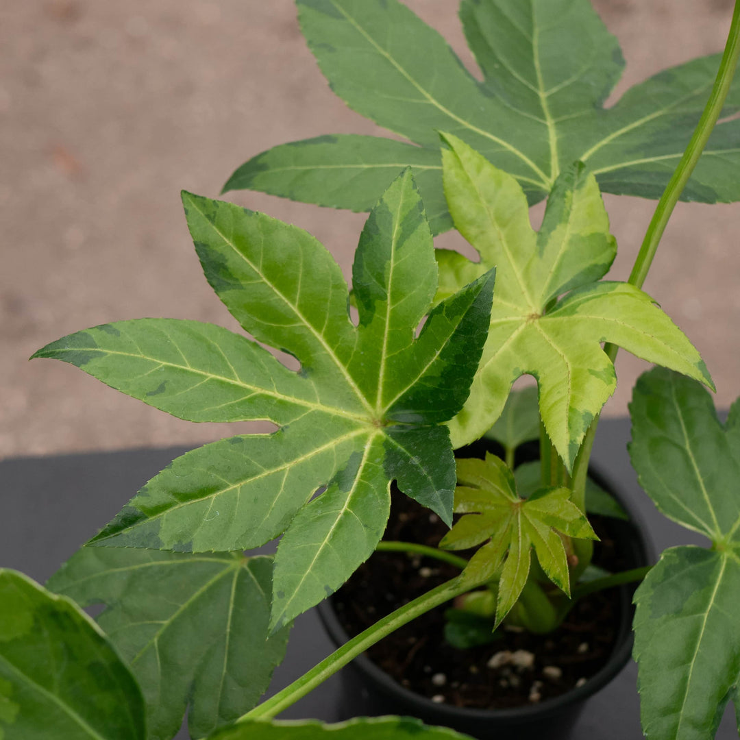 Gabriella Plants Fatsia 4" Fatsia japonica variegated 'Camouflage'