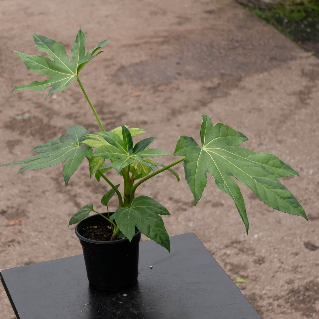 fatsia japonica indoor plant Fatsia japonica variegated 'Camouflage'