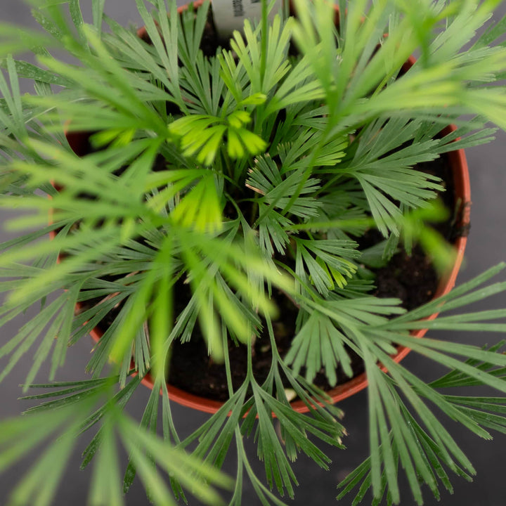 Gabriella Plants Fern 4" Fern Actiniopteris australis "Eyelash Fern"